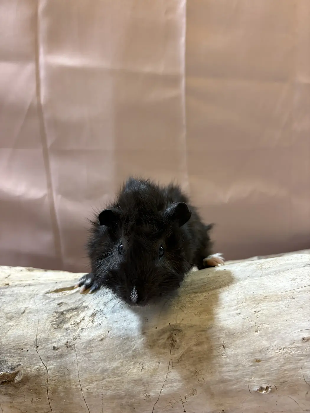 Batman, an all-black guinea pig