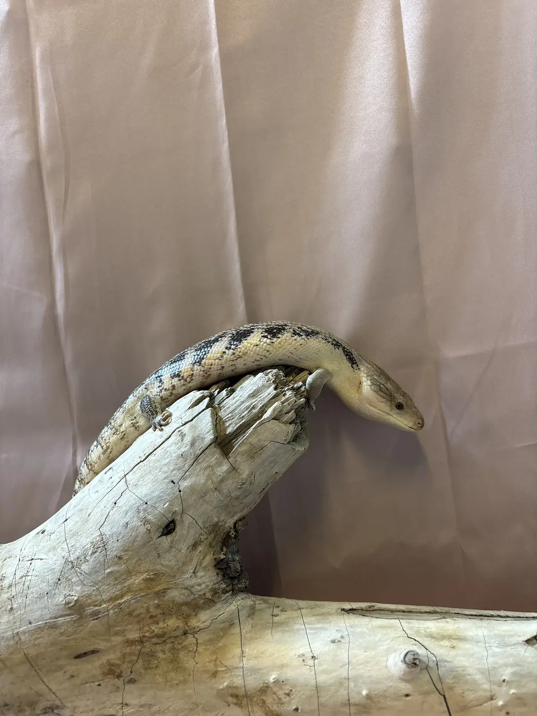 Blue, a blue-tongued skink