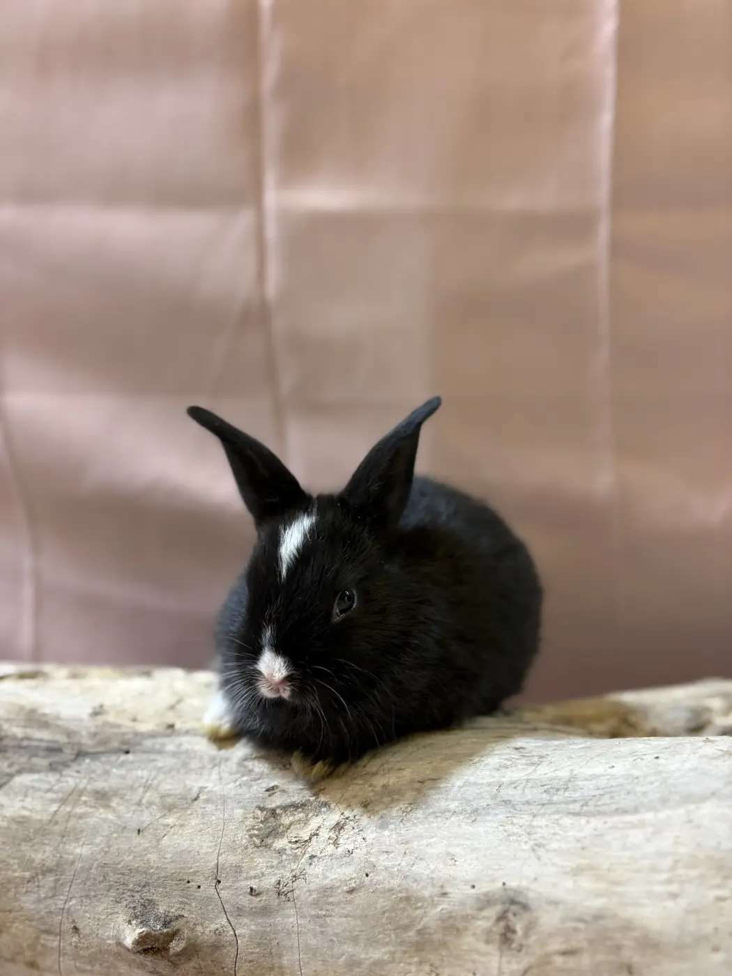 Letty, a black-and-white bunny
