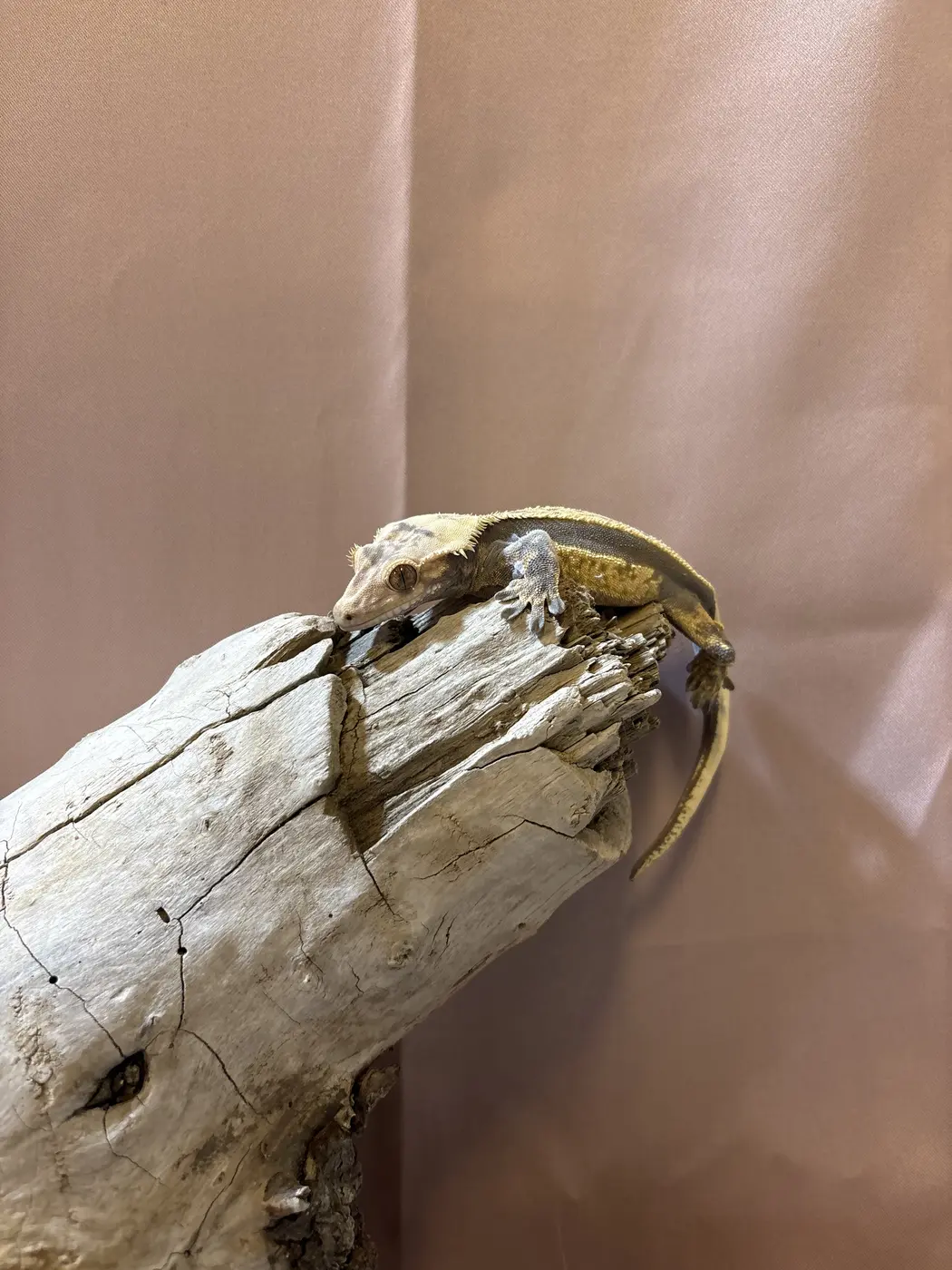 Mango, a crested gecko
