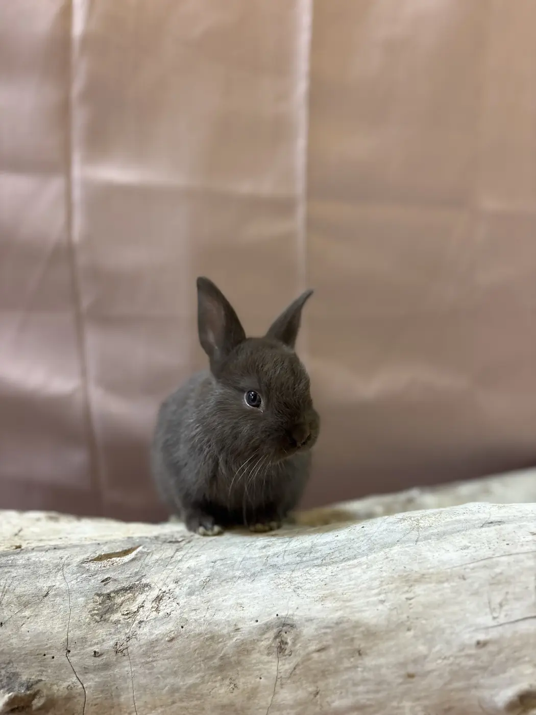 Mia, a brown bunny
