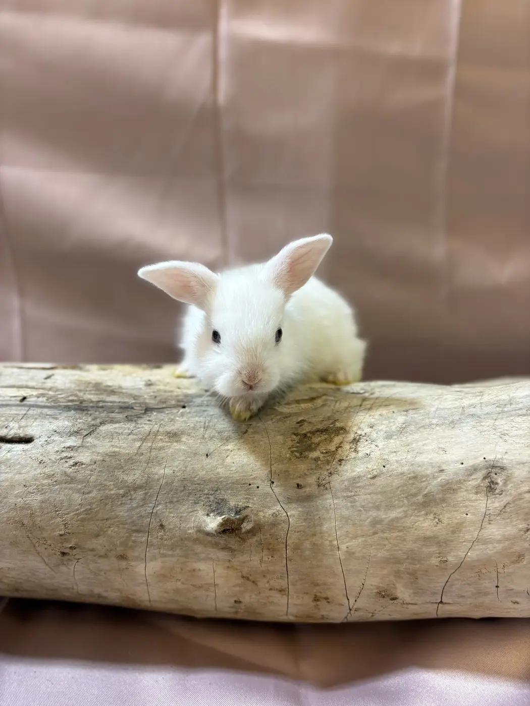Neela, a white bunny