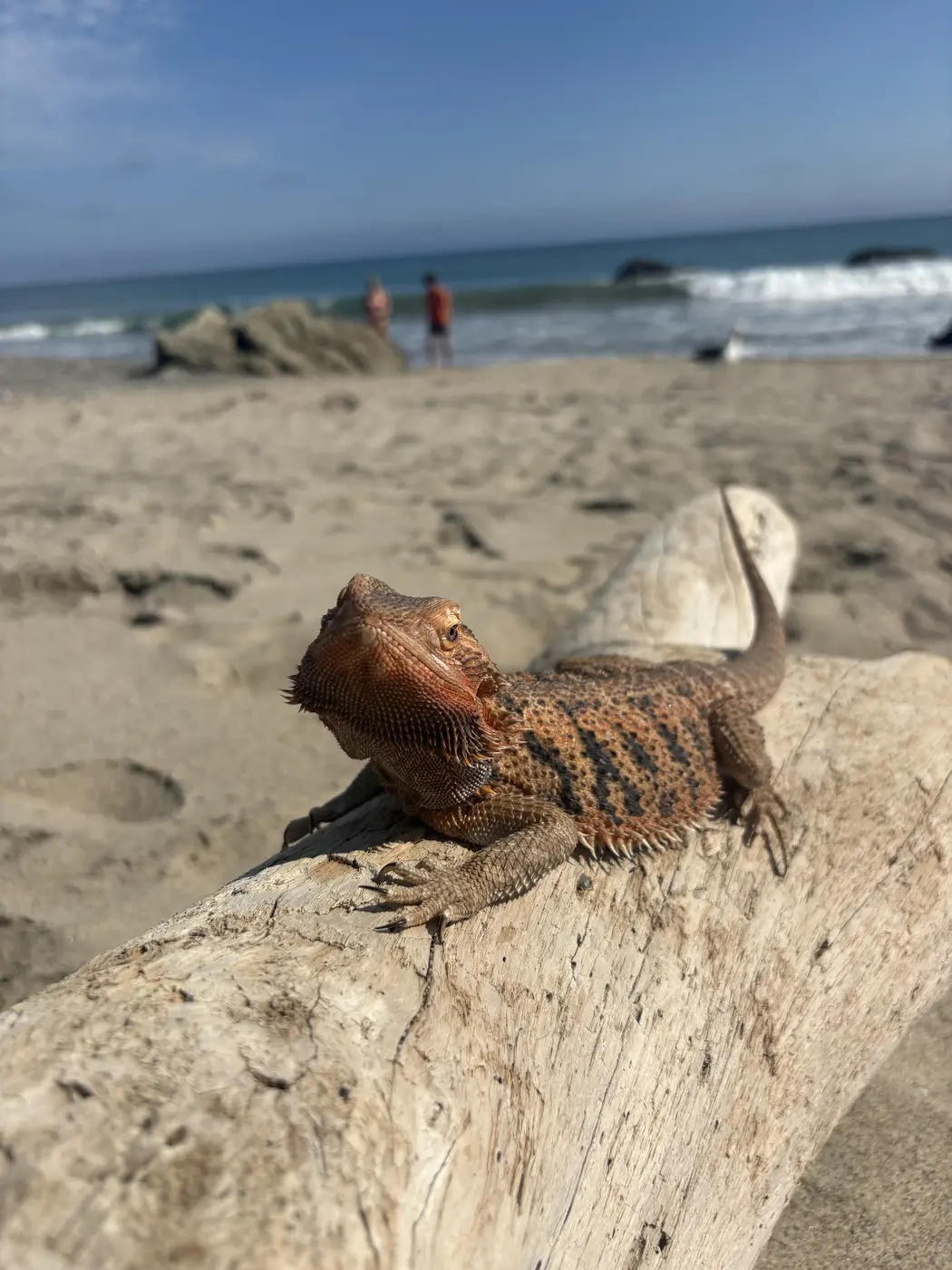 Rajah, a bearded dragon