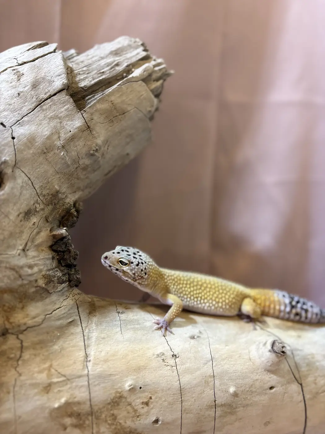 Sahara, a leopard gecko
