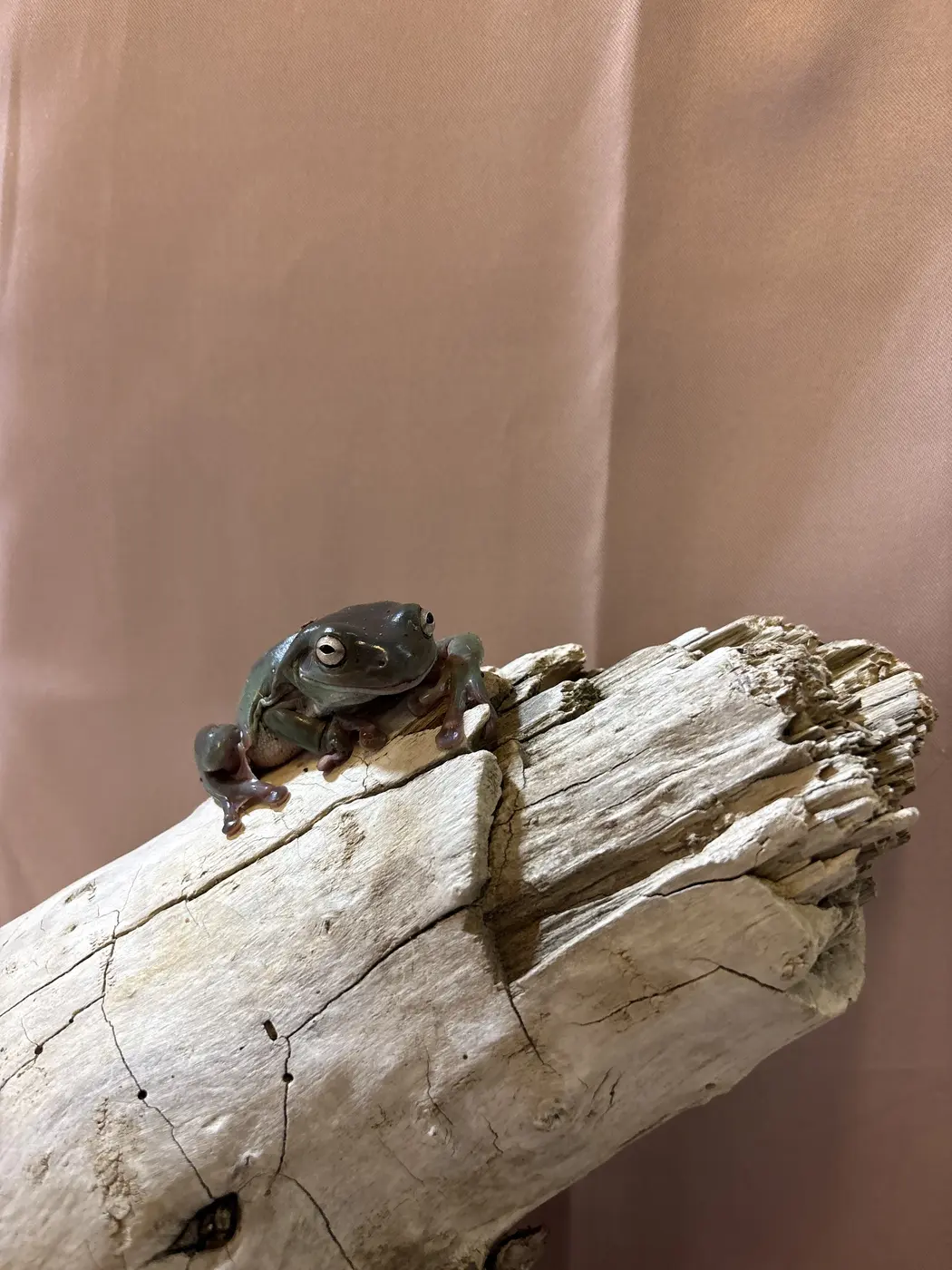 Tiana, a frog