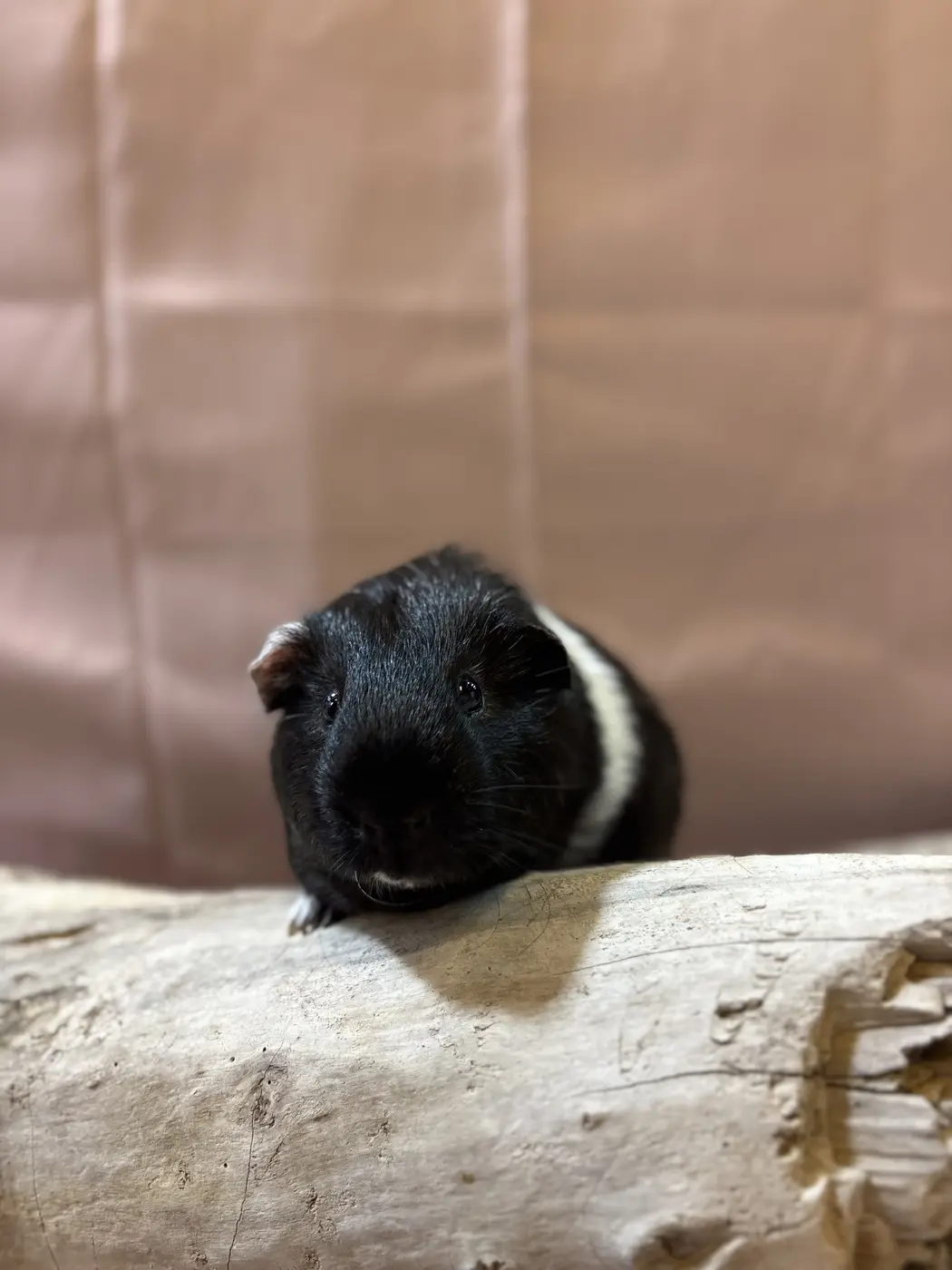 Venom, a black-and-white guinea pig